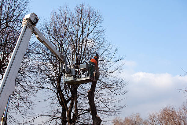 How Our Tree Care Process Works  in  Los Ranchos De Albuquerque, NM
